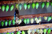 Andee Photography - Butterfly With Butterfly Chrysalis 1