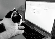Andee Photography - Computer Cat