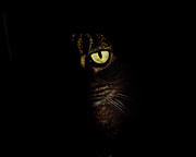 Andee Photography - Hidden Kitty Under The Cover Of Darkness