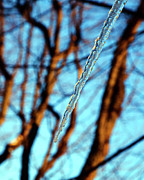 Andee Photography - Icicle