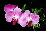 Andee Photography - Lavender Orchids 