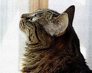 Andee Photography - Look Out Window Tabby Cat