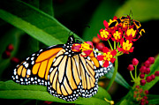 Andee Photography - Monarch Butterfly at lunch with 2 Box Elder Bugs