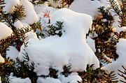 Andee Photography - Snow Goat