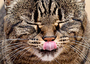 Andee Photography - Tabby Kitty Cat Cute Funny Face